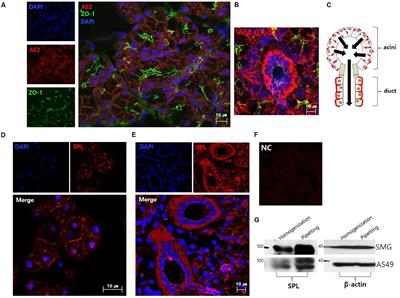 Chloride Influx of Anion Exchanger 2 Was Modulated by Calcium-Dependent Spinophilin in Submandibular Glands